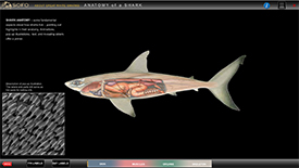Shark Anatomy 