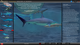 shark species