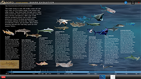 shark evolution